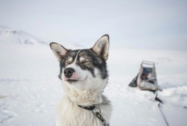 Ilyen a szibériai husky fajtaleírás