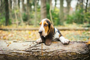 Ilyen a basset hound - fajtaleírás