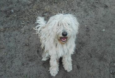 Ilyen a komondor - fajtaleírás