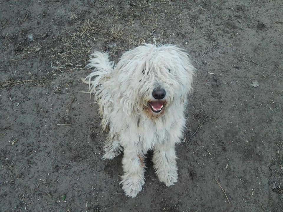 Ilyen a komondor - fajtaleírás