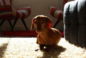 Miért húzza a fenekét a kutya a szőnyegen