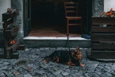 Mi történik, ha gazdaváltásra kerül sor?