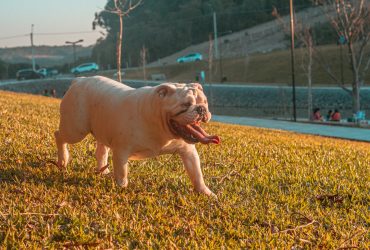Ilyen az angol bulldog - fajtaleírás