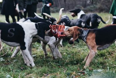 Nyers húst a kutyának? A BARF-etetés
