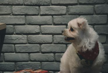 Így jutalmazd vagy büntesd a kutyát - tippek!