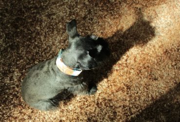 Ilyen a törpe schnauzer - fajtaleírás
