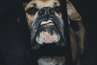 Mit tegyek, ha a kutyának szorulása van?