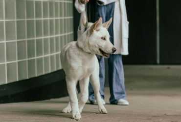 Mikor és milyen oltast kell kapnia a kutyának