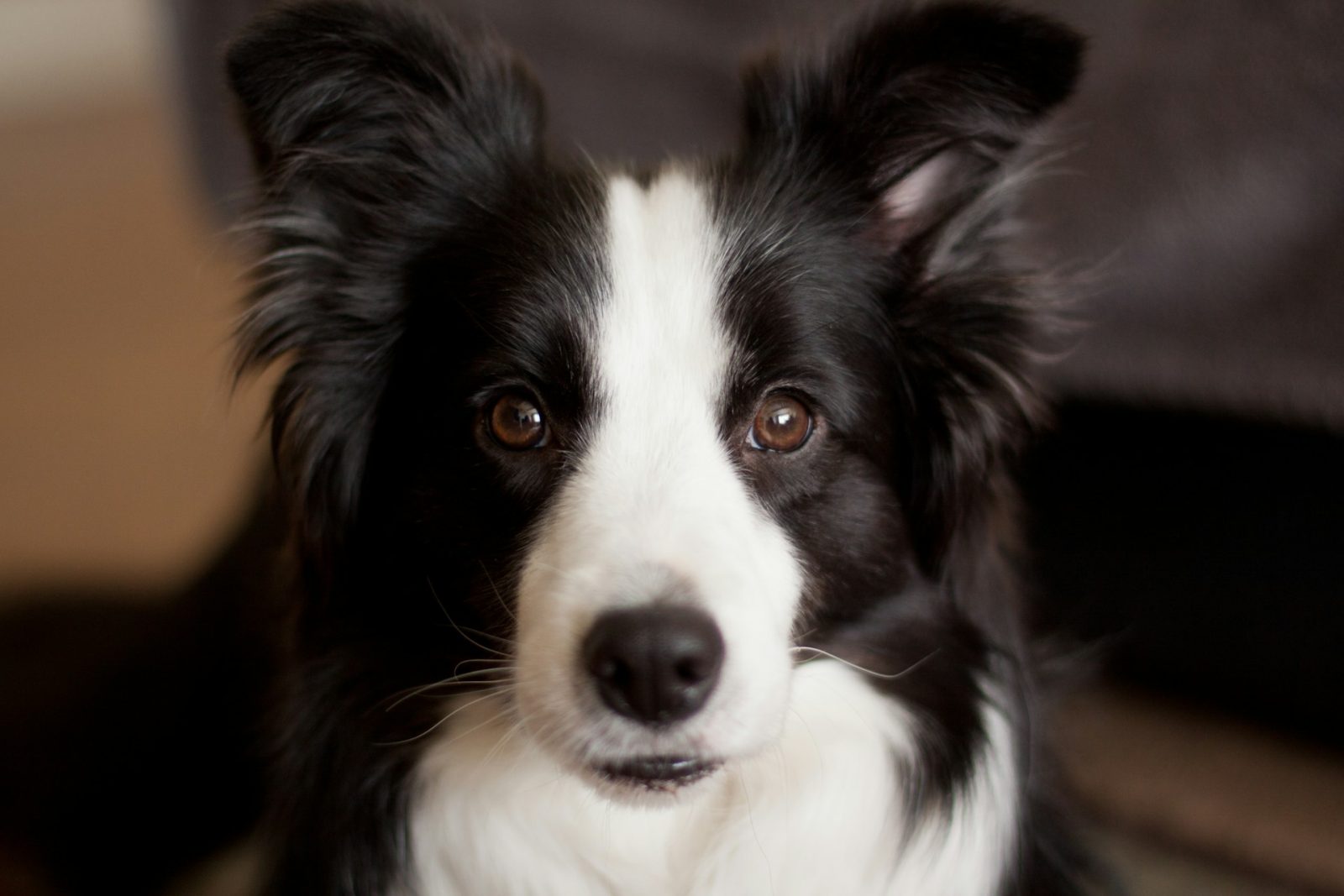 Ilyen a border collie - fajtaleírás