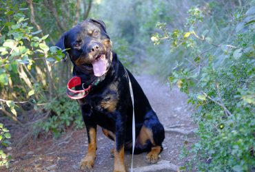 Ilyen a rottweiler