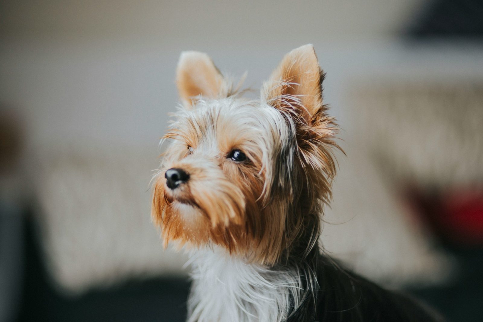 A yorkshire-terrier - fajtaleírás