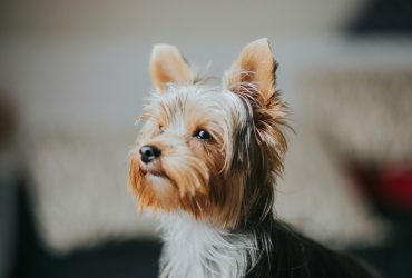 A yorkshire-terrier - fajtaleírás
