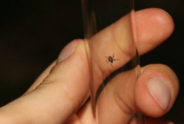 A kutyák kullancs elleni védelme - így csináld!