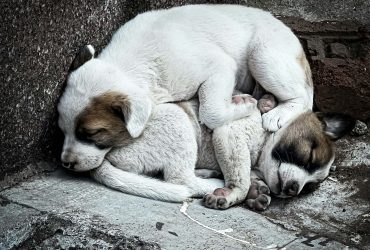 Mi a parvo-vírus?