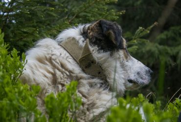 Ilyen a kaukázusi juhász - fajtaleírás