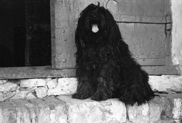 Ilyen a puli - fajtaleírás