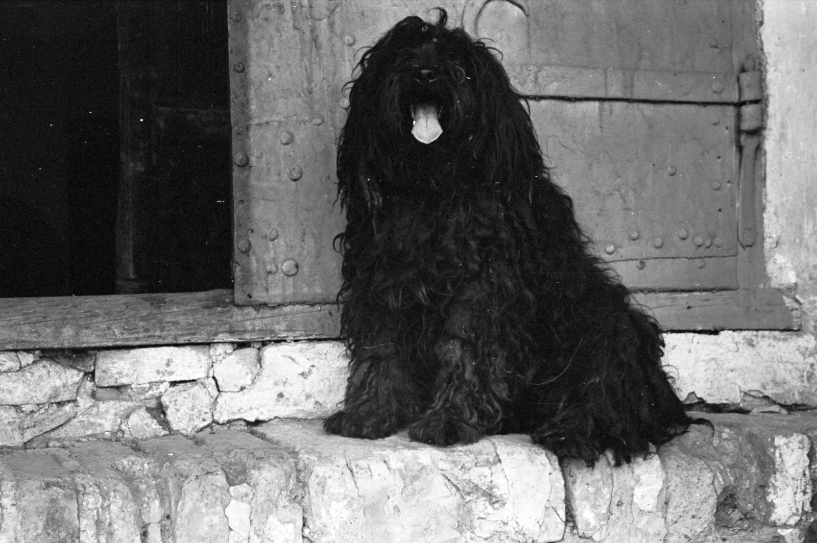 Ilyen a puli - fajtaleírás