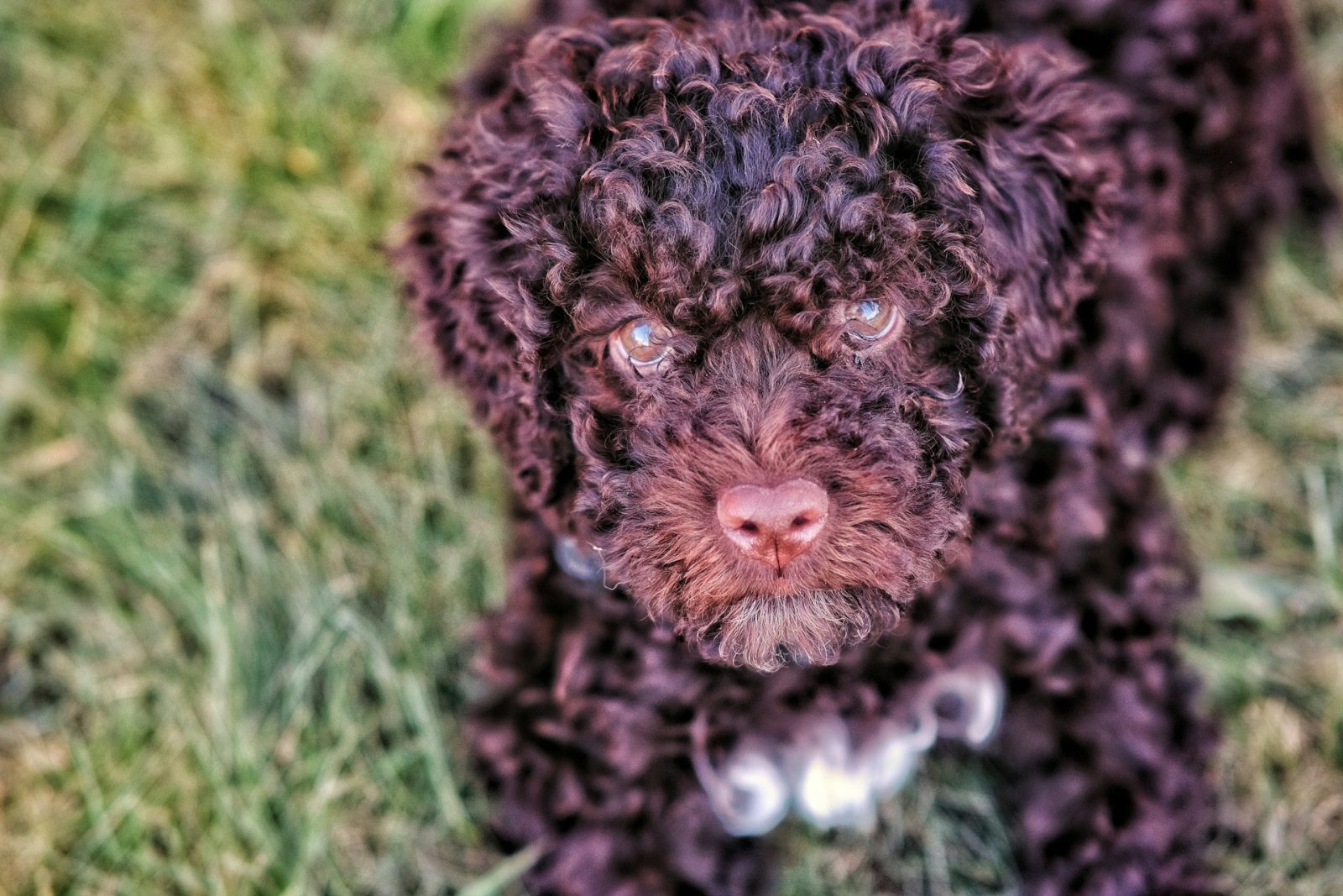 lagotto romagnolo
