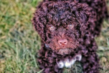 lagotto romagnolo