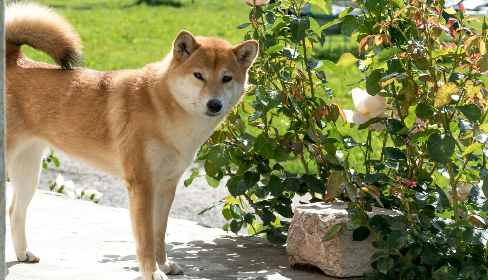 shiba inu