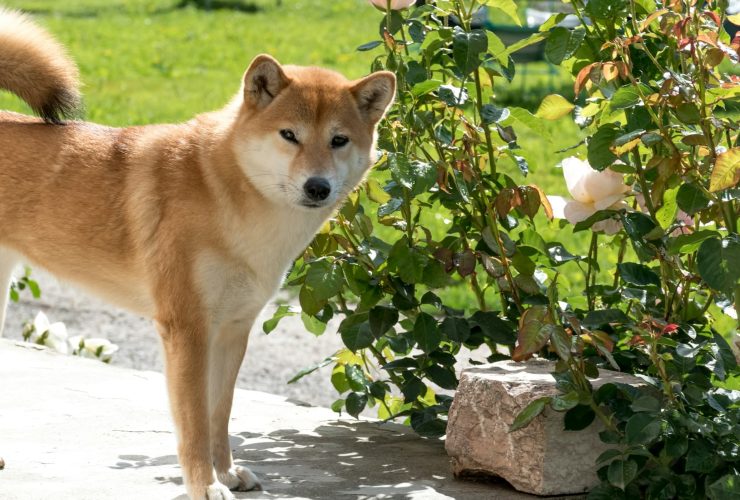 shiba inu