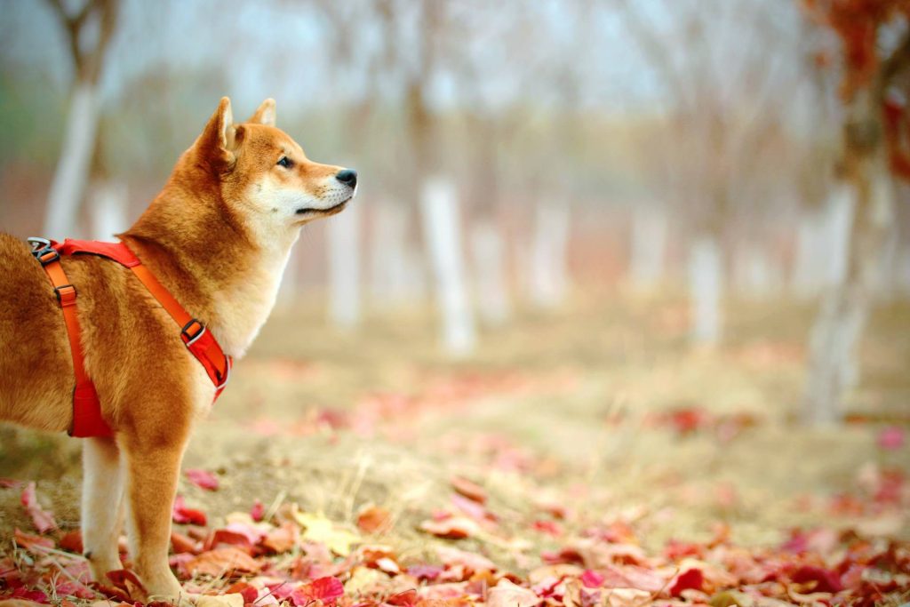 shiba inu kutya