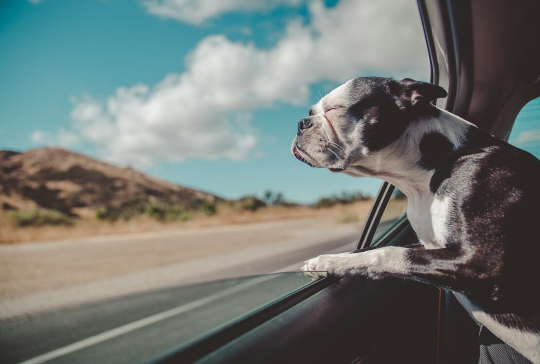 kutya-szallitasa-autoban