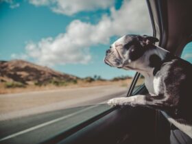 kutya-szallitasa-autoban